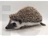 photo of hedgehog for sale