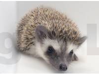 photo of hedgehog Denzy, for sale