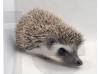 photo of hedgehog for sale