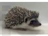 photo of hedgehog for sale