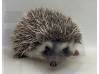 photo of hedgehog for sale