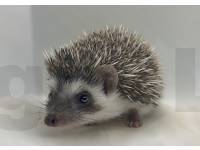 photo of hedgehog for sale