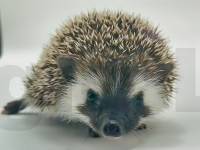 hedgehog photo