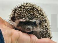 hedgehog photo