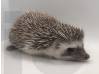 photo of hedgehog for sale