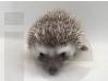 photo of hedgehog for sale