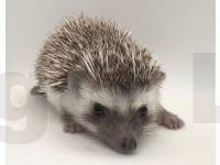 photo of hedgehog for sale