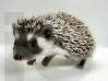 photo of hedgehog for sale