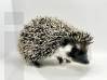 photo of hedgehog for sale