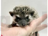 photo of hedgehog for sale