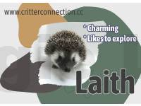 photo of hedgehog Laith, for sale