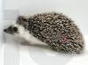 photo of hedgehog for sale