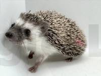 photo of hedgehog for sale