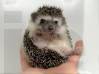 photo of hedgehog for sale