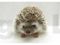 photo of hedgehog for sale