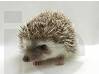 photo of hedgehog for sale