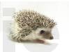 photo of hedgehog for sale