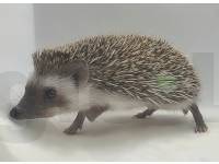 photo of hedgehog for sale