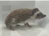 photo of hedgehog for sale