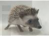 photo of hedgehog for sale