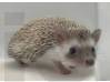 photo of hedgehog for sale