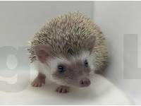 photo of hedgehog for sale