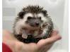 photo of hedgehog for sale