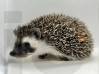 photo of hedgehog for sale