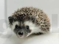 photo of hedgehog for sale